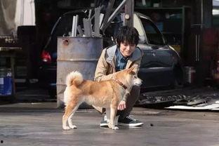 巴哥赤犬爆料视频播放大全  第3张